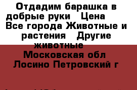 Отдадим барашка в добрые руки › Цена ­ 1 - Все города Животные и растения » Другие животные   . Московская обл.,Лосино-Петровский г.